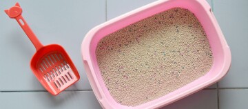 Rosa Katzenstreu-Kiste mit klumpender Katzenstreu und rotem Katzenschaufel auf grauem Fliesenboden