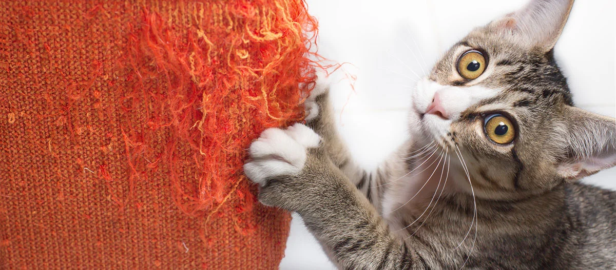 Gevlekte kat krabt aan oranje krabpaal met versleten stof