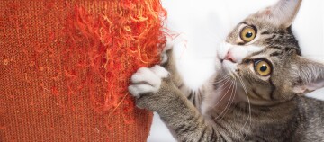 Zullen Vijftig Trots Hoe vaak moet je de kattenbak verschonen? Tips en advies | MAXI ZOO