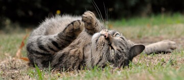 Nahaufnahme einer entspannten getigerten Katze, die auf dem Rücken im Gras liegt und nach oben schaut