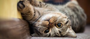 Nahaufnahme einer getigerten Katze, die auf dem Rücken auf einem Teppich liegt und mit großen gelben Augen in die Kamera schaut