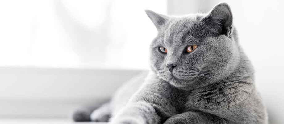 Eine Katze liegt vor dem Fenster