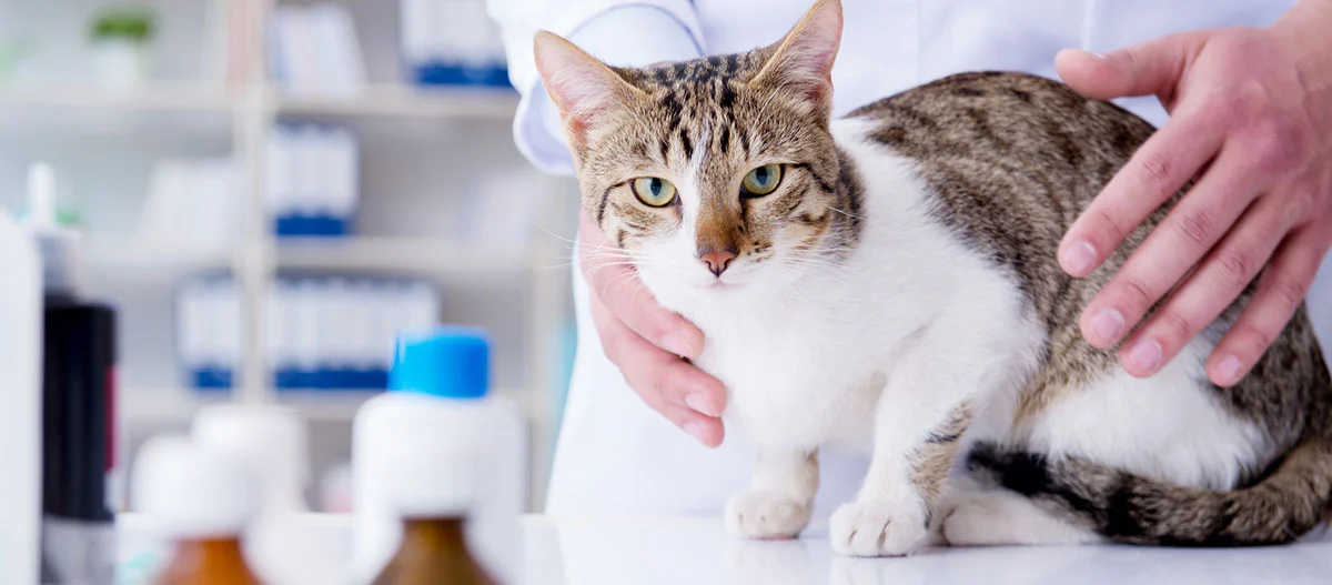 Katze bei der tierärztlichen Untersuchung auf dem Behandlungstisch in der Tierklinik