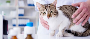 Katze bei der tierärztlichen Untersuchung auf dem Behandlungstisch in der Tierklinik