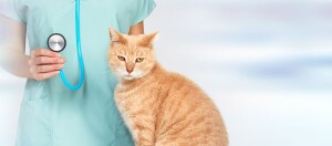 Orange getigerte Katze neben Tierarzt mit blauem Stethoskop in medizinischer Kleidung