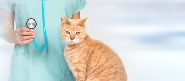 Katze mit Durchfall: Infos & Tipps