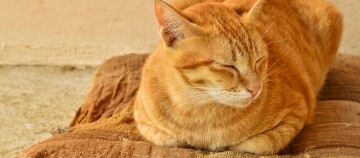 Ruhende orange getigerte Katze auf braunem Stoff in Nahaufnahme