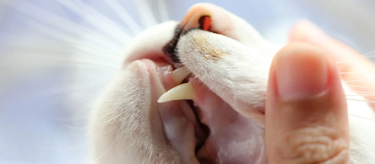 Nahaufnahme eines Katzenmauls mit sichtbaren spitzen Eckzähnen, das von einer Hand sanft geöffnet wird