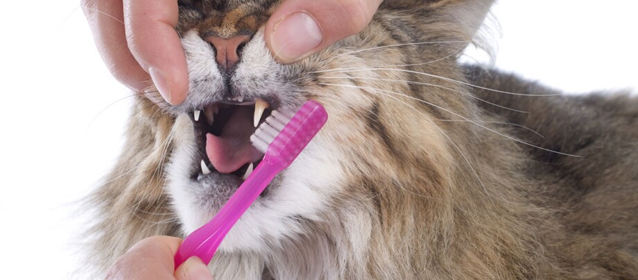 Einer Katze werden die Zähne geputzt.