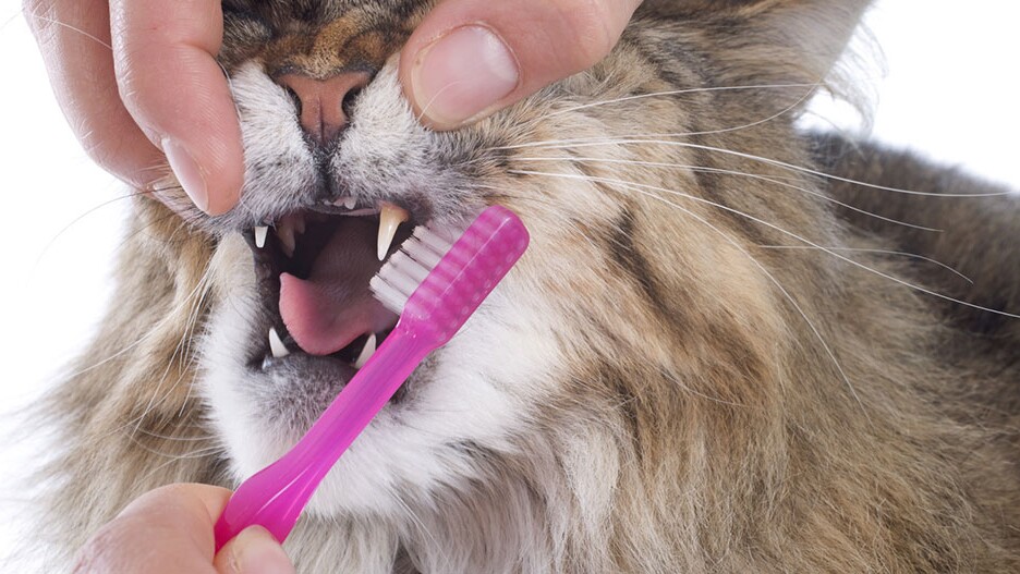 Zahnpflege für Katzen: Tipps & Infos