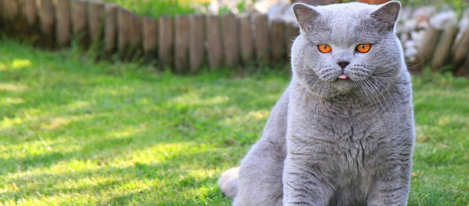 Eine dicke Katze sitzt auf dem Rasen.