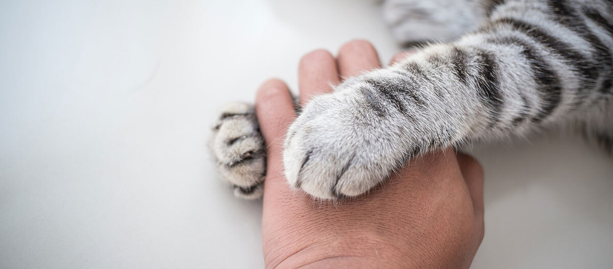 Eine Katze umgreift sanft eine Hand mit ihren Pfoten.