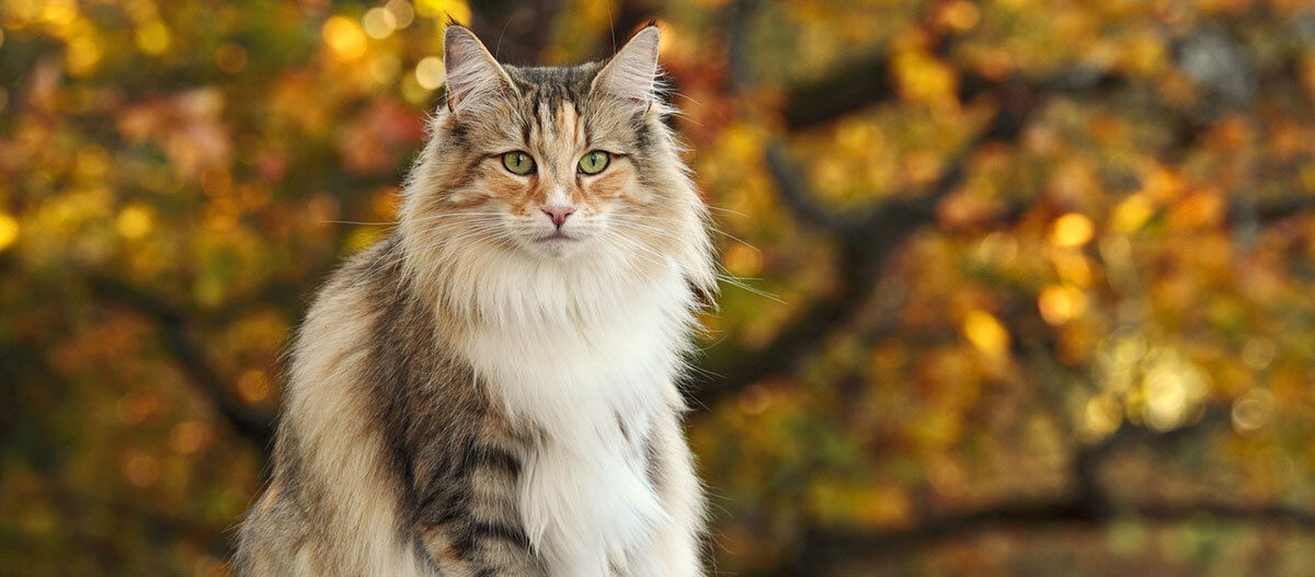 Ratgeber-Katze-Navigation-Herbst_1200x527 Ein Katze sitzt draußen.