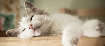 Entspannte weiße und graue Katze, die friedlich auf einer Holzoberfläche schläft