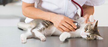 Tierarzt untersucht entspannten Kater mit Stethoskop auf Untersuchungstisch in Tierklinik