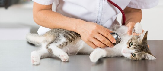 Tierarzt untersucht entspannten Kater mit Stethoskop auf Untersuchungstisch in Tierklinik