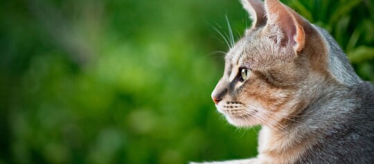 Nahaufnahme einer Katze.