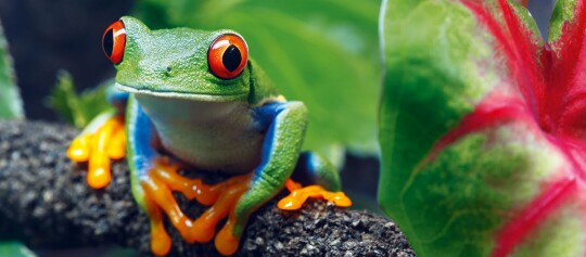 Zbliżenie na jaskrawozieloną żabę z czerwonymi oczami i pomarańczowymi palcami siedzącą na gałęzi na tle zielonych i czerwonych liści