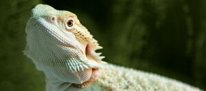 Eine Nahaufnahme eines Leguan.