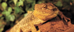Eine Nahaufnahme eines Leguan.