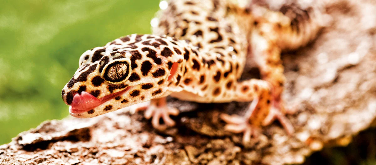 Gros plan d'un gecko léopard avec un motif tacheté, tirant la langue, posé sur un morceau de bois avec un fond vert flou.