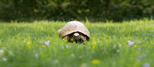 Eine Sildkröte läuft auf einer Wiese.