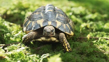 Ratgeber-Terra-Schildkröte_1200x527 Eine Schilkröte.
