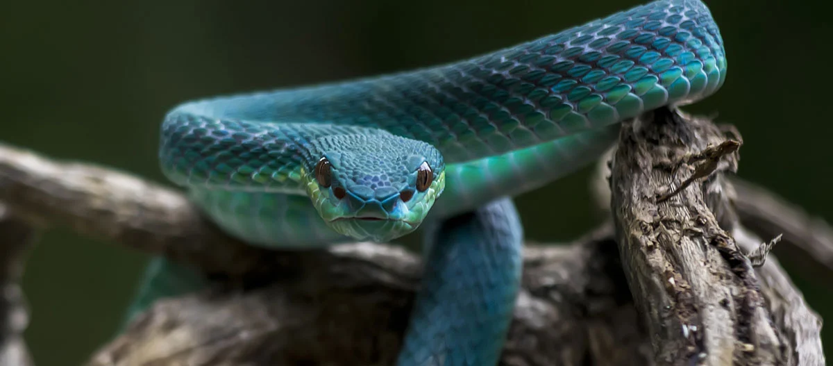 Gros plan d’un serpent bleu-vert enroulé sur une branche d’arbre, avec des écailles détaillées et un regard perçant.