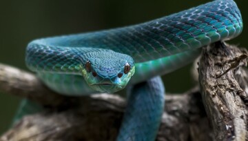 Eine blaue Schlange schaut direkt in die Kamera. Gros plan d’un serpent bleu-vert enroulé sur une branche d’arbre, avec des écailles détaillées et un regard perçant.