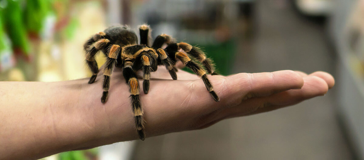 Eine Spinne sitzt auf der Hand.
