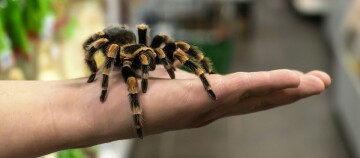 Große Vogelspinne mit schwarzen und orangefarbenen Beinen sitzt auf der ausgestreckten Hand eines Menschen im Innenraum.