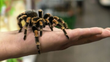 Eine Spinne sitzt auf der Hand. Grande tarentule noire avec des pattes orange reposant sur la main ouverte d'une personne en intérieur.