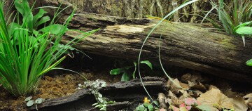 Natürlicher Waldboden mit altem Baumstamm, Moos, trockenen Blättern und grünen Pflanzen im Unterholz