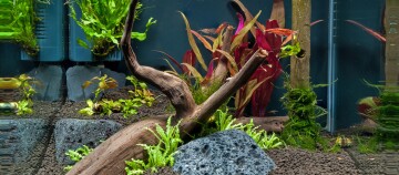 Natürliche Aquarienlandschaft mit Treibholz, bunten Wasserpflanzen, Lavasteinen und Garnelen in einem Süßwasseraquarium