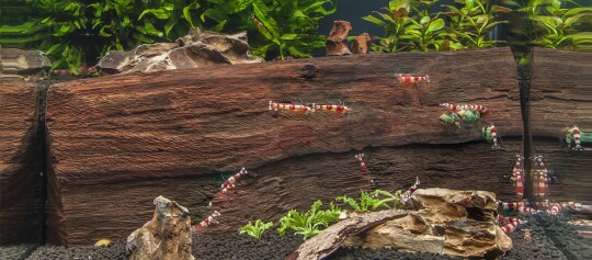 Aquarium mit roten und weißen Crystal Red Garnelen, Treibholz, grünen Wasserpflanzen und dunklem Kies