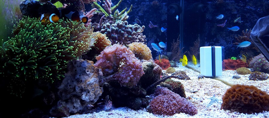 Eine Aufnahme eines Aquariums.