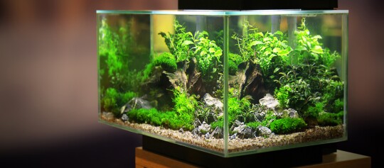 Beleuchtetes Aquarium mit üppigen grünen Wasserpflanzen, Steinen und Wurzeln auf einem Holzständer