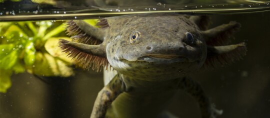 Nahaufnahme eines Axolotls unter Wasser mit sichtbaren äußeren Kiemen und grünen Wasserpflanzen im Hintergrund