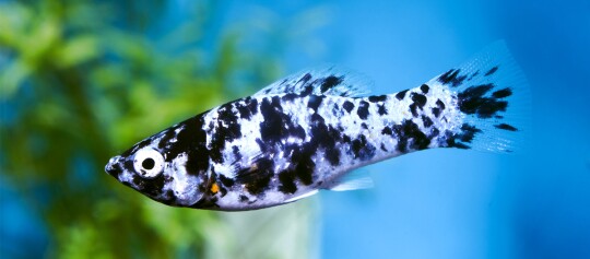 Nahaufnahme eines schwarz-weißen, gefleckten Fisches in einem Aquarium mit klarem blau-grünem Wasserhintergrund