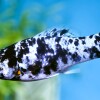 Dalmatiner-Molly Haltung im Aquarium