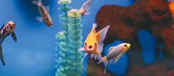 Bunte Zierfische schwimmen in einem Aquarium mit Wasserpflanzen und dekorativer Struktur im Hintergrund