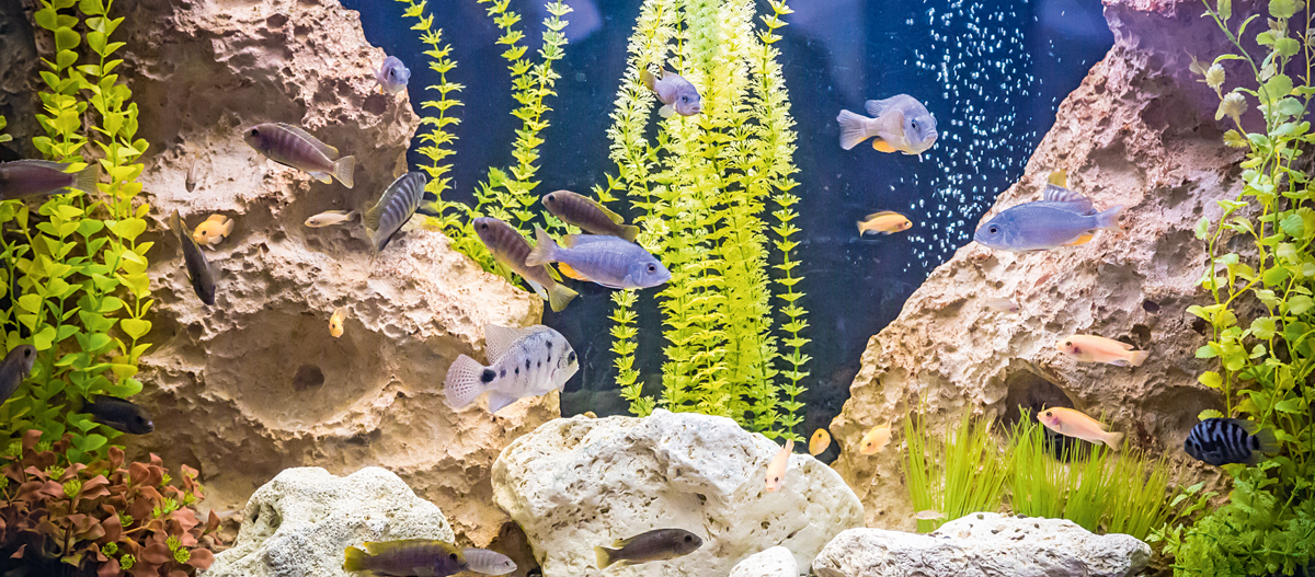 Eine Aufnahme eines Aquariums mit vielen Fischen.