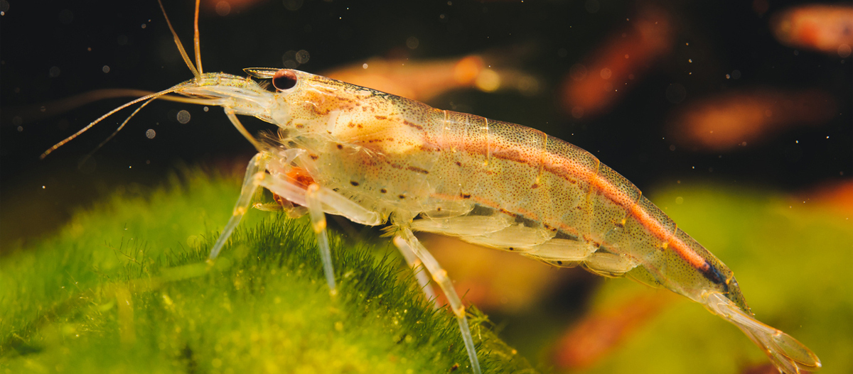 Ratgeber_Aqua_Garnele_im_Aquarium_1200x527. Nahaufnahme einer durchsichtigen Garnele mit rotem Streifen auf grünem Moos unter Wasser
