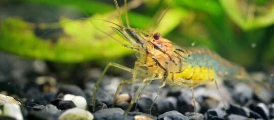 Diese Fische eignen sich für dein Süßwasseraquarium FRESSNAPF