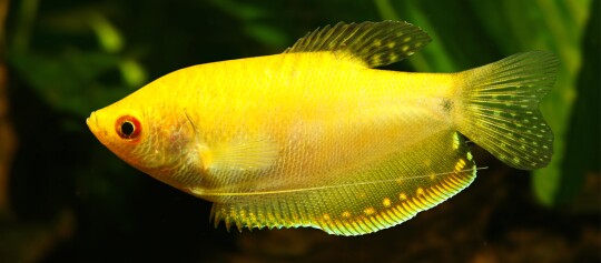 Leuchtend gelber Aquariumfisch mit durchscheinenden Flossen und dunklem Hintergrund