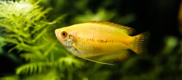 Nahaufnahme eines leuchtend gelben Aquarienfisches vor grünem Wasserpflanzenhintergrund