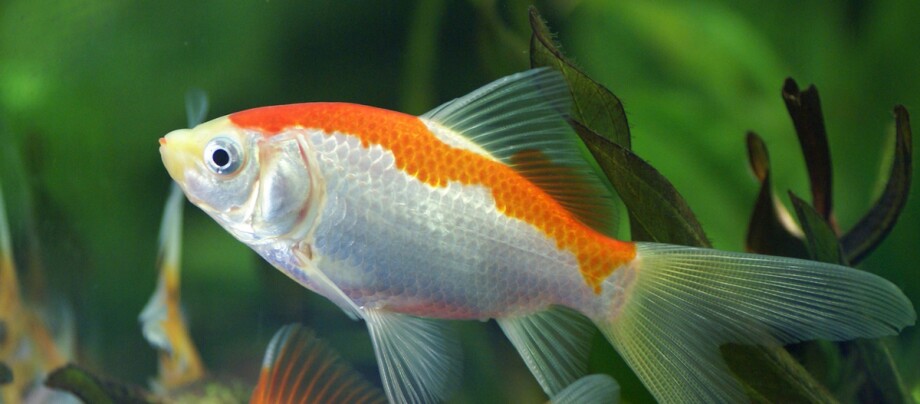 Eine Nahaufnahme eines Goldfishes.