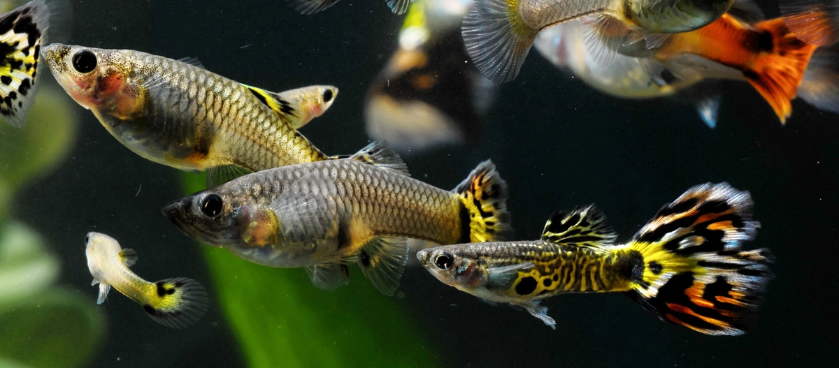 Ein Schwarm Guppy Fische