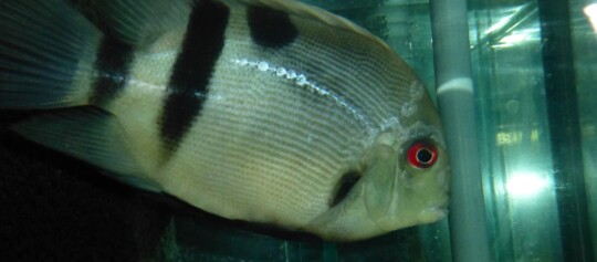 Nahaufnahme eines gestreiften Fisches mit roten Augen in einem Aquarium neben einem Glasrohr