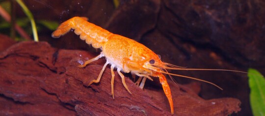 Nahaufnahme einer orangefarbenen Süßwassergarnele auf Treibholz im Aquarium